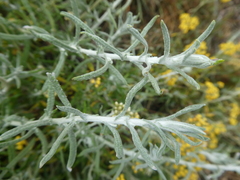 Helichrysum revolutum