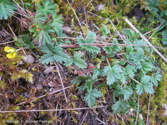 Potentilla dombeyi