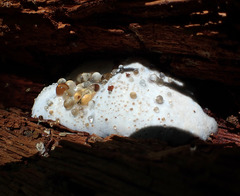 Camarops petersii