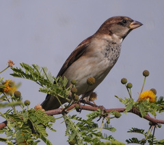 Passer domesticus balearoibericus