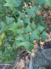 Erythrina herbacea