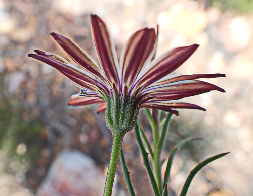 Image of Dimorphotheca montana by no rights reserved