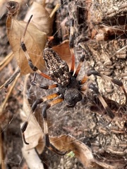 Nephilingis cruentata