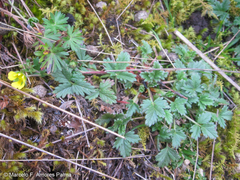 Potentilla dombeyi