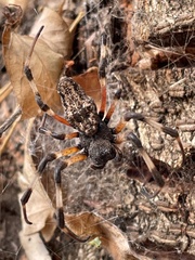 Nephilingis cruentata