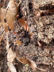 Nephilingis cruentata
