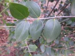 Strychnos madagascariensis