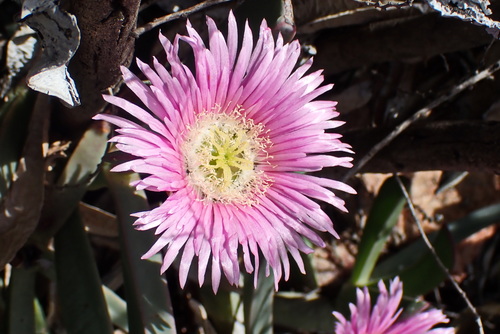Carpobrotus mellei (Carpobrotus mellei)