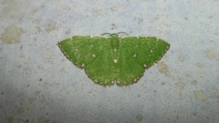 Argyrocosma inductaria