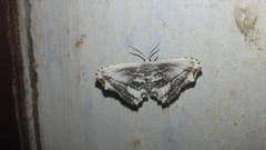 Rhombophylla edentata