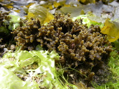 Cladostephus spongiosus