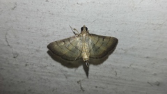Cnaphalocrocis patnalis