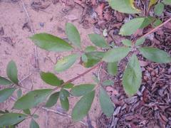 Vitex harveyana
