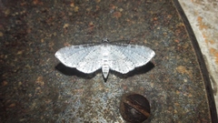 Epaena