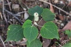 Mallotus apelta