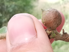 Andricus infectorius