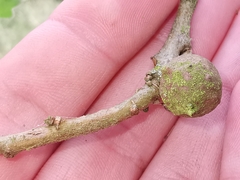 Andricus infectorius