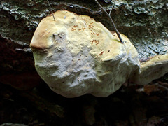 Phellinus lundellii