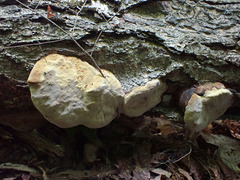 Phellinus lundellii