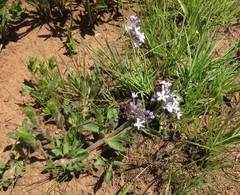 Knoxieae