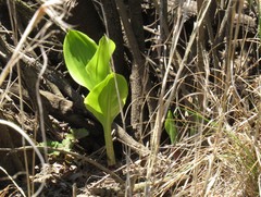Scadoxus puniceus