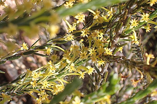 Image of Struthiola eckloniana by no rights reserved