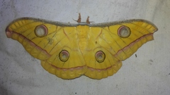 Antheraea paphia