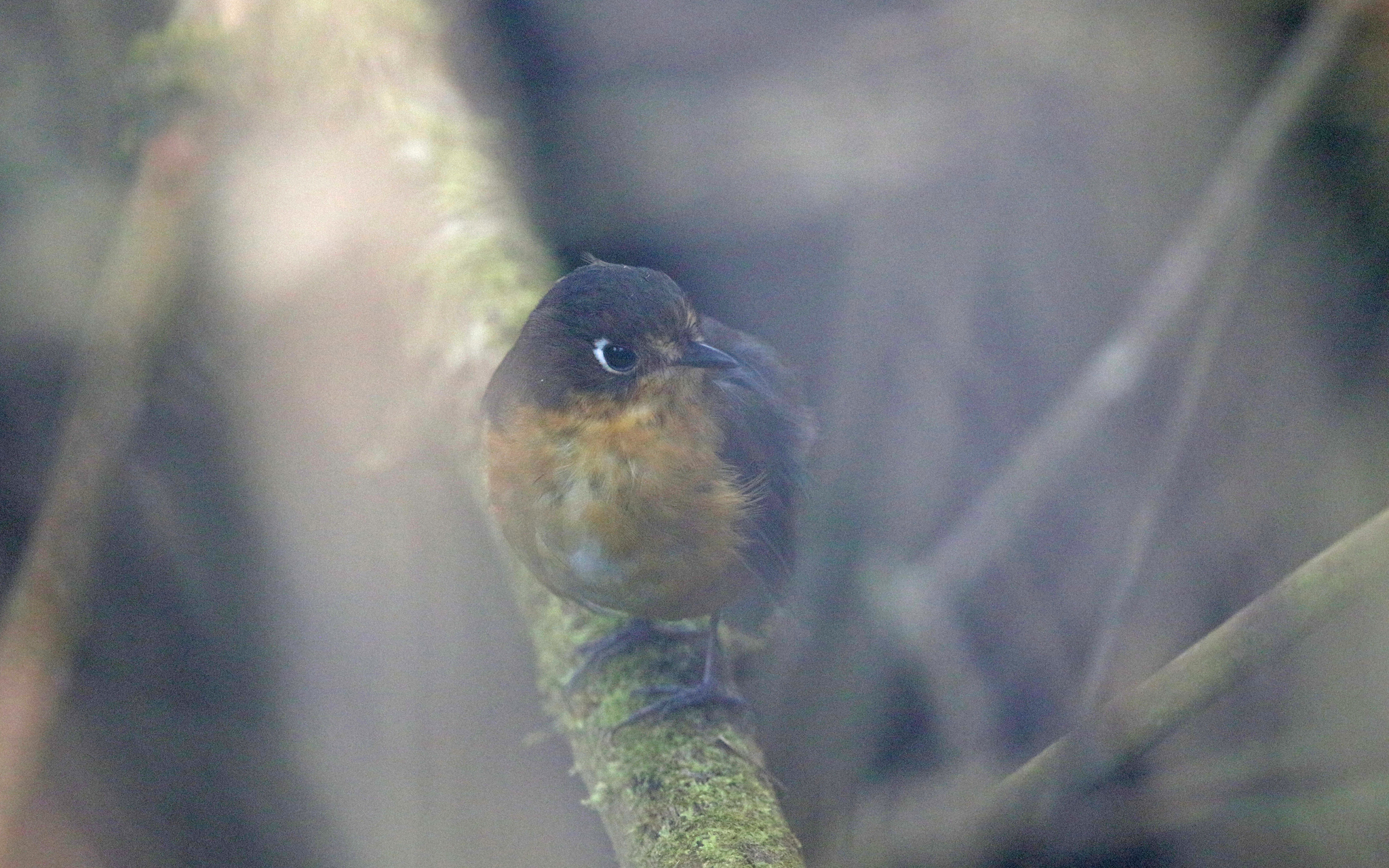 Leymebamba Antpitta illustration
