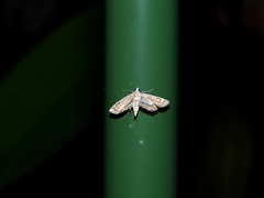 Parapoynx villidalis