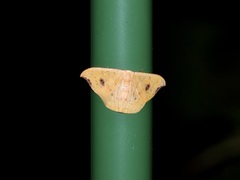 Tridrepana fulvata