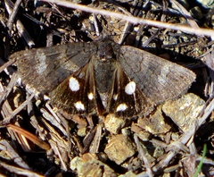 Litocala sexsignata