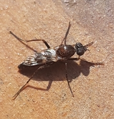 Acraspisa