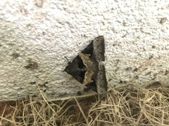 Avatha bubo