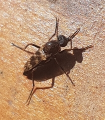 Acraspisa