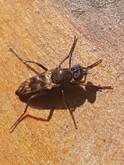 Acraspisa