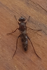 Acraspisa
