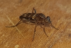 Acraspisa