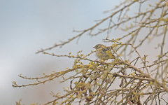 Geospizopsis unicolor