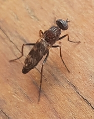 Acraspisa
