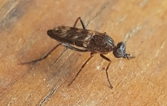 Acraspisa