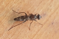 Acraspisa