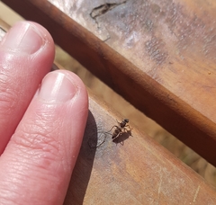 Acraspisa
