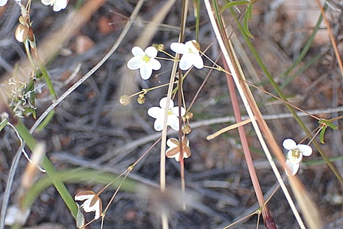 Image of Pharnaceum aurantium by no rights reserved