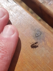 Acraspisa