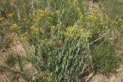 Senecio venosus