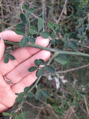 Calicotome spinosa