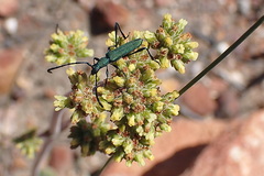 Hypocrites scabriusculus