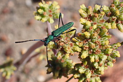 Hypocrites scabriusculus