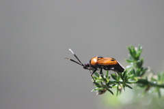 Deraeocoris punctum