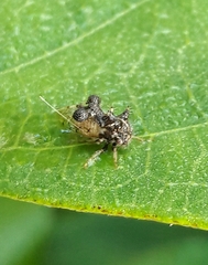 Cyphonia clavigera